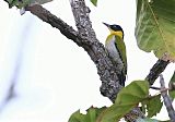 Black-headed Woodpecker